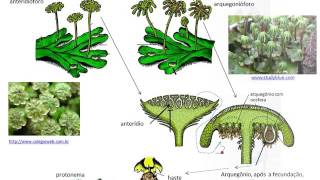 Briófitas os quotmusgosquot Divisão Bryophyta 2015 [upl. by Wynne101]