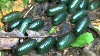 Giant PillMillipede swarming behaviour [upl. by Bevvy]