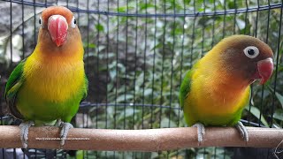 Lovebird Singing amp Chirping Sounds  Green Fischer Pair [upl. by Iroj]