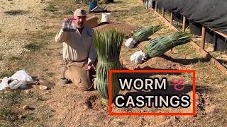 Yucca rostrata planting guide [upl. by Notgnimer94]