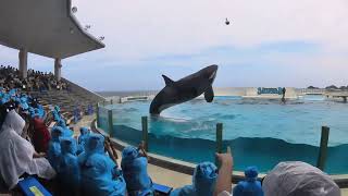 Kamogawa Sea World 2024 Killer Whales on scene [upl. by Ellora]