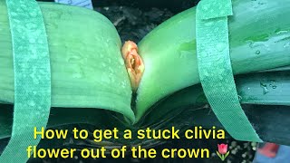 New technique on how to get a stuck clivia flower out of the crown [upl. by Yllib865]