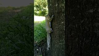 🐿 drinking upside down squirrel cute babysquirrels wildlife nature cutepets pets funnypets [upl. by Halimaj]