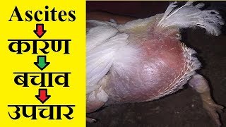 ascites in poultry  winter season deases and treatment  पेट में पानी वाली बीमारी [upl. by Karly]