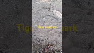 Tiger pugmark song Bachpan meबिनसर binsarzeropoint binsarBinsar [upl. by Drais363]