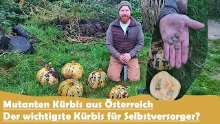 Der wichtigste Kürbis für Selbstversorger Steirischer Ölkürbis [upl. by Kylila]