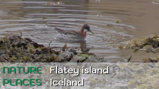 NATURE PLACES Flatey island Breiðafjörður Iceland [upl. by Ahsirtak]