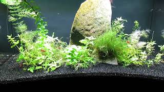 Add Hornwort to Aquascape 11824 [upl. by Imer69]