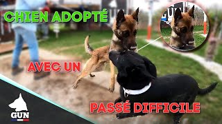 MALINOIS ADOPTÉ AVEC UN PASSÉ DIFFICILE [upl. by Atinor]