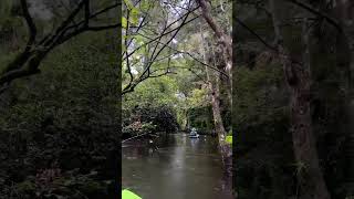 Paddling down the Loxahatchee River 🌿 [upl. by Donnelly]