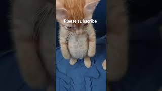 Please subscribe love memes funny fypシ゚viral fyp laugh shortstrendingtrendpleasesubscribe [upl. by Ymmor]