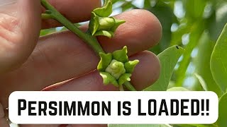 American Persimmon UPDATE  9th Leaf amp the GIRL IS LOADED [upl. by Noreik]