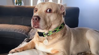 When Your Dog is the Real Stand up Comedian New Funny DOG Videos 2024 [upl. by Ahsienak]