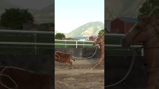 calf roping and tying rodeo cowboy shorts [upl. by Dola922]