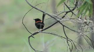 Redbacked Fairywren 14 [upl. by Nnylimaj]