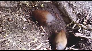 Nesting Orange Footed Scrub Fowls Megapodius reinwardt [upl. by Daisey]