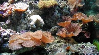 Дискосома дискоактиния  Discosoma RICORDEA RHODACTIS [upl. by Cattier]