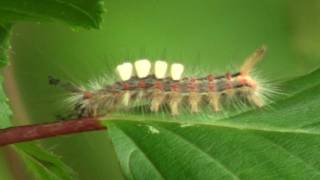 Caterpillar of Rusty Tussock Moth or Vapourer Orgyia antiqua  Raupe des SchlehenBürstenspinners [upl. by Onairam]