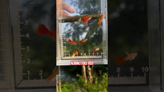 Albino full red guppy 15 months old [upl. by Ellebanna]