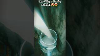 Cow 🐄milking by hand  village cow milliking 😍  village vlogs [upl. by Ketchum]