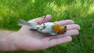 Tanatoza rudzika Erithacus rubecula [upl. by Erlin977]