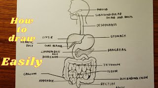 Digestive system drawing  How to draw digestive system diagram step by step [upl. by Halullat]