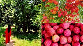 lichi fruit harvesting from garden 😋 [upl. by Aicnerolf]