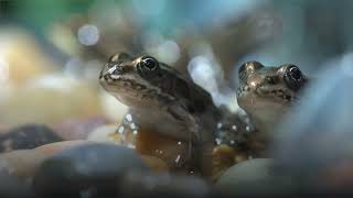 Tiny Endangered Froglets Will Soon Hop Back To The Wild [upl. by Marin]