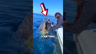 Giant whales ASK humans to remove barnacles 😱 shorts barnacles [upl. by Viviana792]