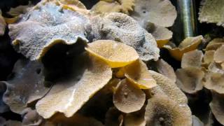 Closeup time lapse movie of mushroom corals [upl. by Thanasi]