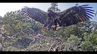 20180307 Merikotkas A young spotty eaglet visit the nest244pm [upl. by Rycca]