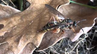 Paper Wasp Vespidae Polistes fuscatus Female on Leaf [upl. by Rothberg]