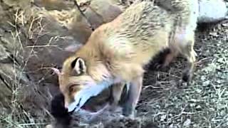 Fox eating cat [upl. by Aseretairam]