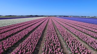 Dutch flower fields near Keukenhof The Netherlands drone footage [upl. by Haley84]