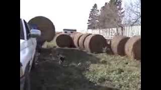 Ag Shield Multi Trailer for Round Bales and Testimonial [upl. by Brear]