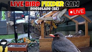 🔴 LIVE Flemish garden birdfeedercam  Roeselare Belgium🇧🇪 Full HD [upl. by Rodmann618]