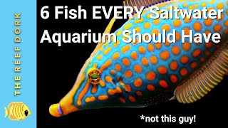 6 Easy Fish EVERY Marine Tank Should Have [upl. by Rollin]