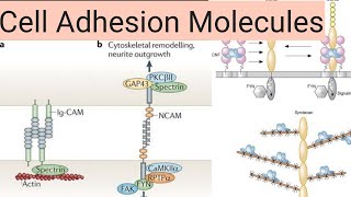 Cell adhesion molecules CadherinsintegrinsIgSFselectins [upl. by Ylyl826]