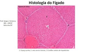 Histologia do Figado [upl. by Rekoob]