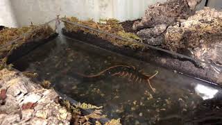 Scolopendra sp Cataracta take the water [upl. by Karyl]