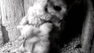 09 Woodmouse Closeup feeding Owlet eats 17th April [upl. by Ittam]