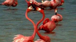 Thousands of Pink Flamingos in Celestun [upl. by Trout]