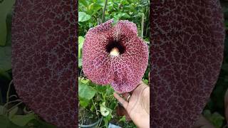 Duck flower Aristolochia Plant flower gardening [upl. by Fotina]