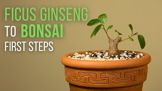 First steps for making a Ficus microcarpa ginseng Bonsai repotting and pruning [upl. by Ahseyn]