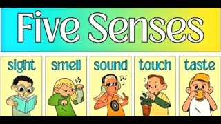 Sense organs  Five Sense Organs  Sense Organs for kids  5 senses  Sense Organs name  Body parts [upl. by Virgilia566]