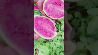 Semangka part 1 fakta storytime faktaunik faktanyata faktasebenarnya watermelon memes faktaw [upl. by Irrab2]