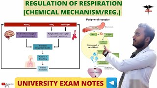 Regulation of Respiration Chemical MechanismRegulation Respiratory system physiology [upl. by Airrej]