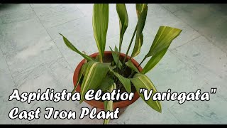 Aspidistra Elatior Variegata quotCast Iron Plantquot Care amp Propagation Tips [upl. by Rhee]