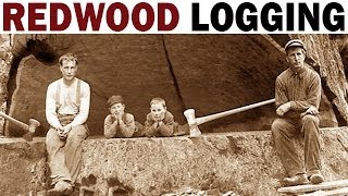 Redwood Logging  1946  Documentary on the Giant Redwood Lumber Industry in California [upl. by Rhtaeh]