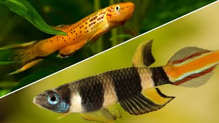 Top 5 Killifish That Every Beginner Should Try [upl. by Ardolino]